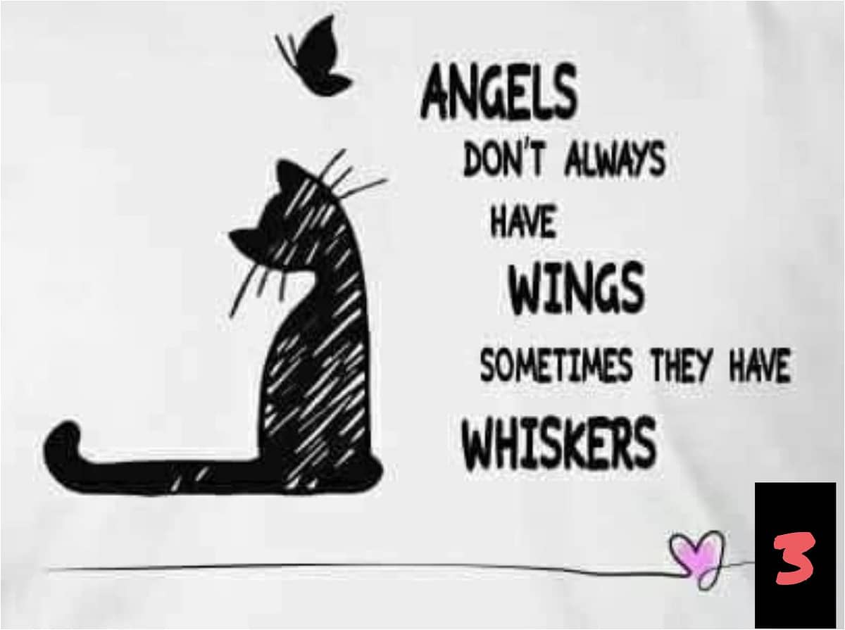 Teksten 03 - Angels-Wings-Whiskers