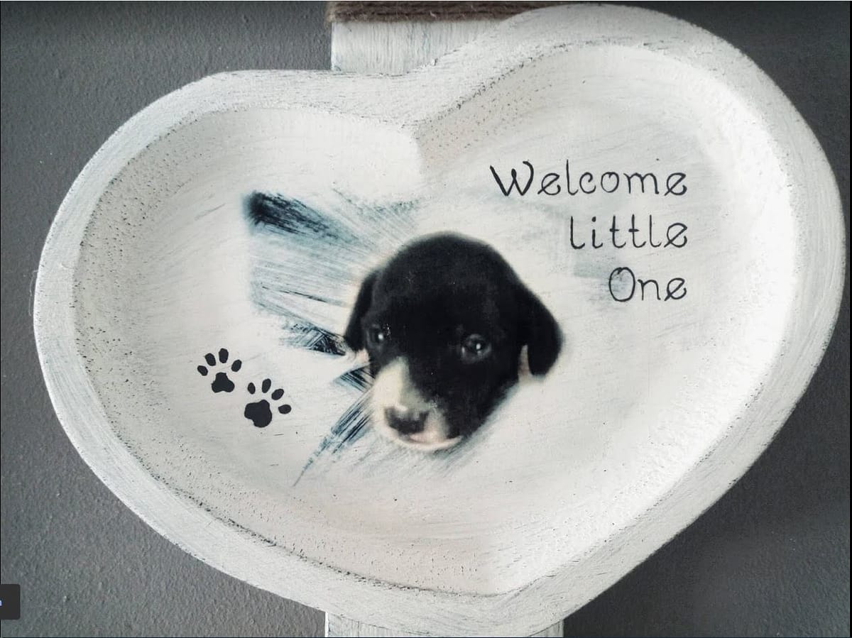 Geboorte bordje voor puppy "Nova" voorzien van foto, naam en datum, gemaakt van pallethout.