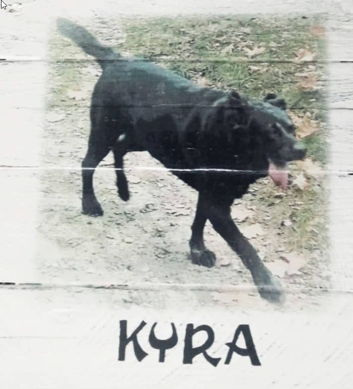 Deco-bord van pallethout met foto hond "Kyra" , naam eronder geschilderd