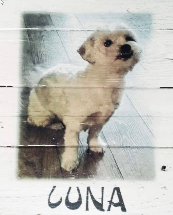 Deco-bord van pallethout met foto hond "Luna" , naam eronder geschilderd