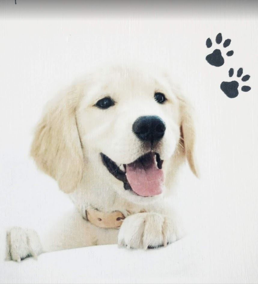 Deco-bord - Hond Golden Retriever pup op MDF
